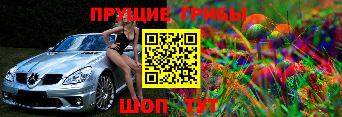 Псилоцибиновые грибы Psilocybe Черняховск